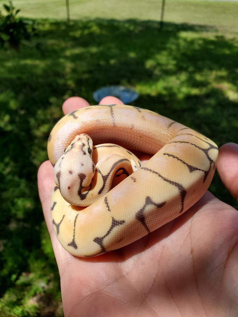Sale 20% Off Bumblebee Ghost Pos OD Pos Het Rainbow Ball Python by ...