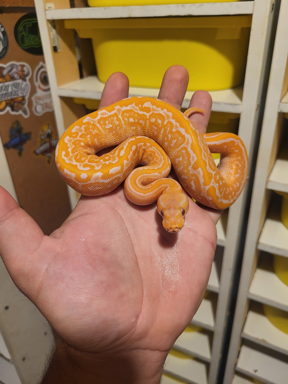 Black Pastel Pinstripe Lavender Ball Python by British Columbia Balls