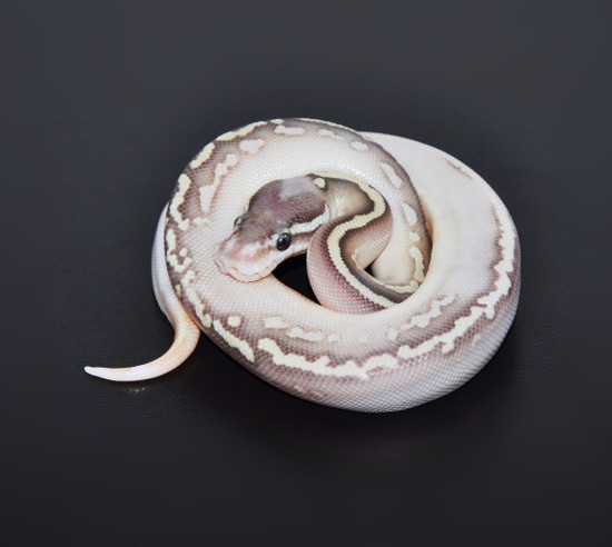 Pastel Leopard Calico Butter Het Ghost Ball Python by Marki Reptiles