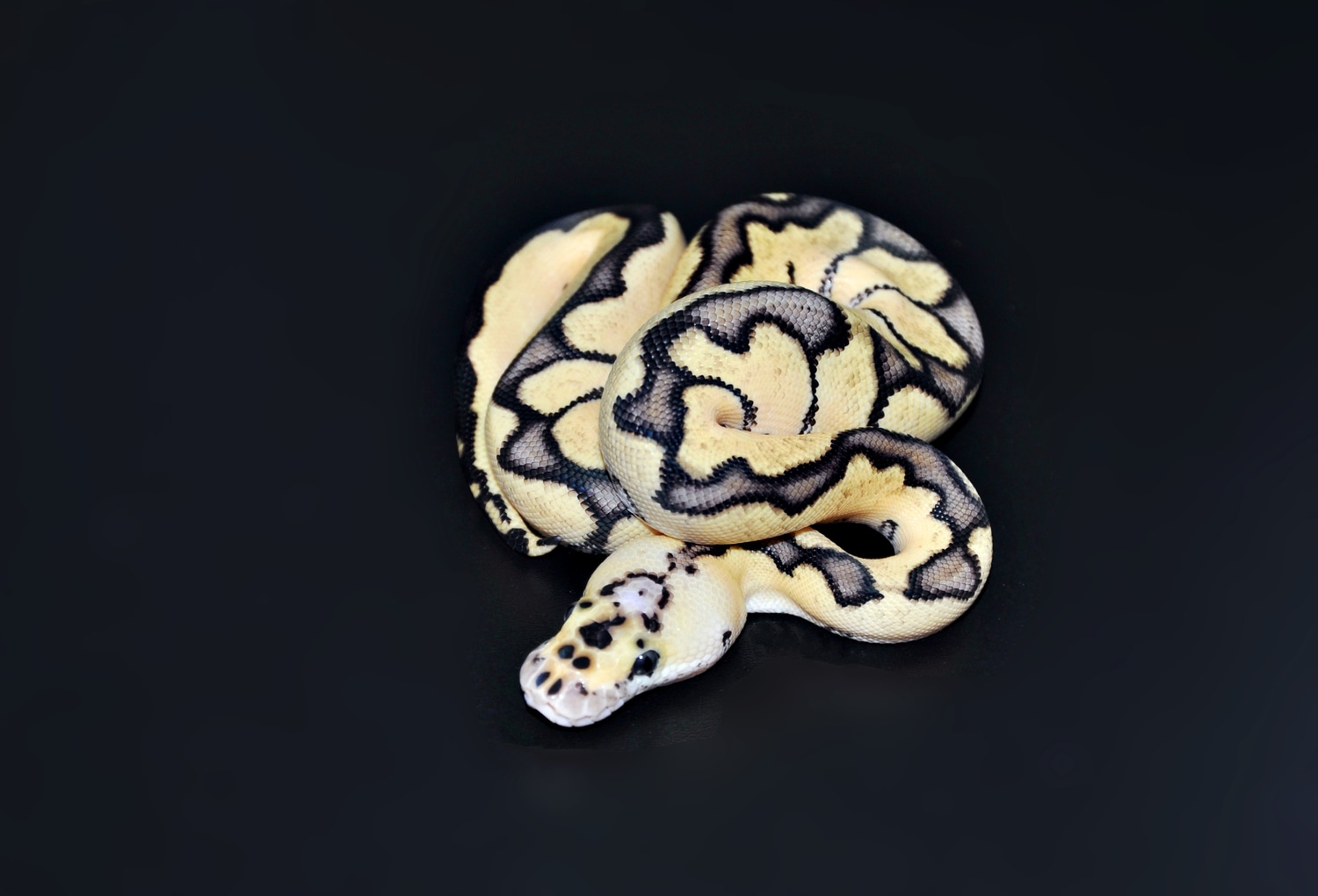 Pastel Enchi Clown Ball Python by Marki Reptiles MorphMarket
