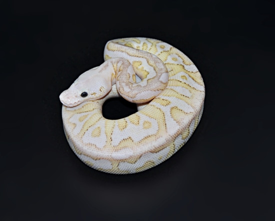 Killer Clown Enchi Butter Ball Python by Marki Reptiles