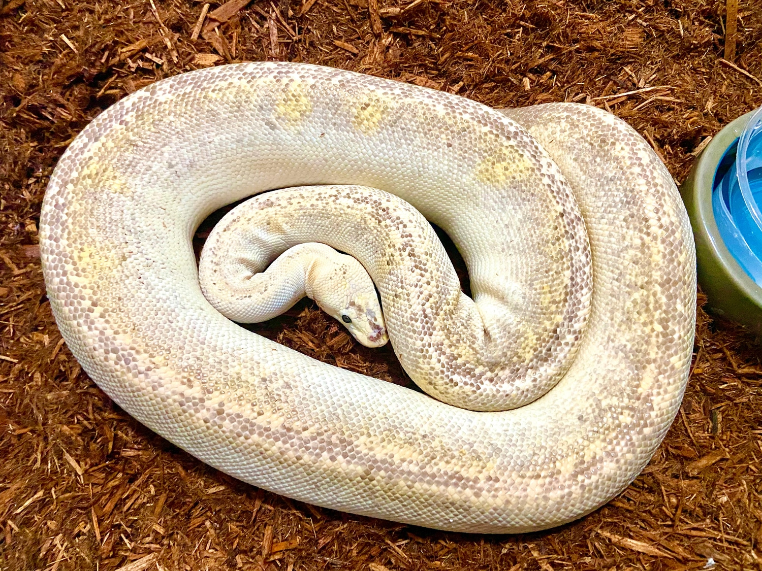 Super Pastel Champagne Ball Python by Marki Reptiles - MorphMarket