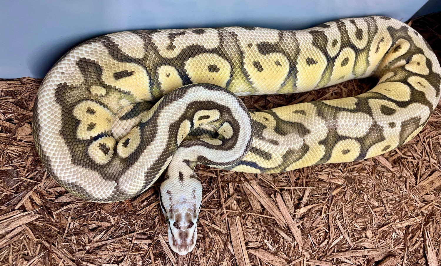 Super Pastel Specter Het Clown Ball Python by Marki Reptiles - MorphMarket