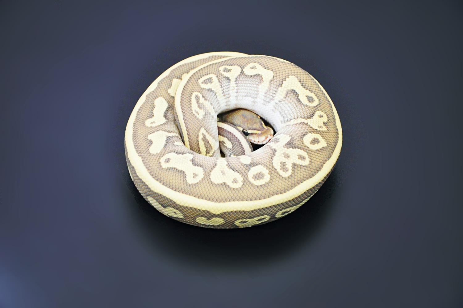 Leopard Butter Ghost Het Genetic Stripe Ball Python by Marki Reptiles ...