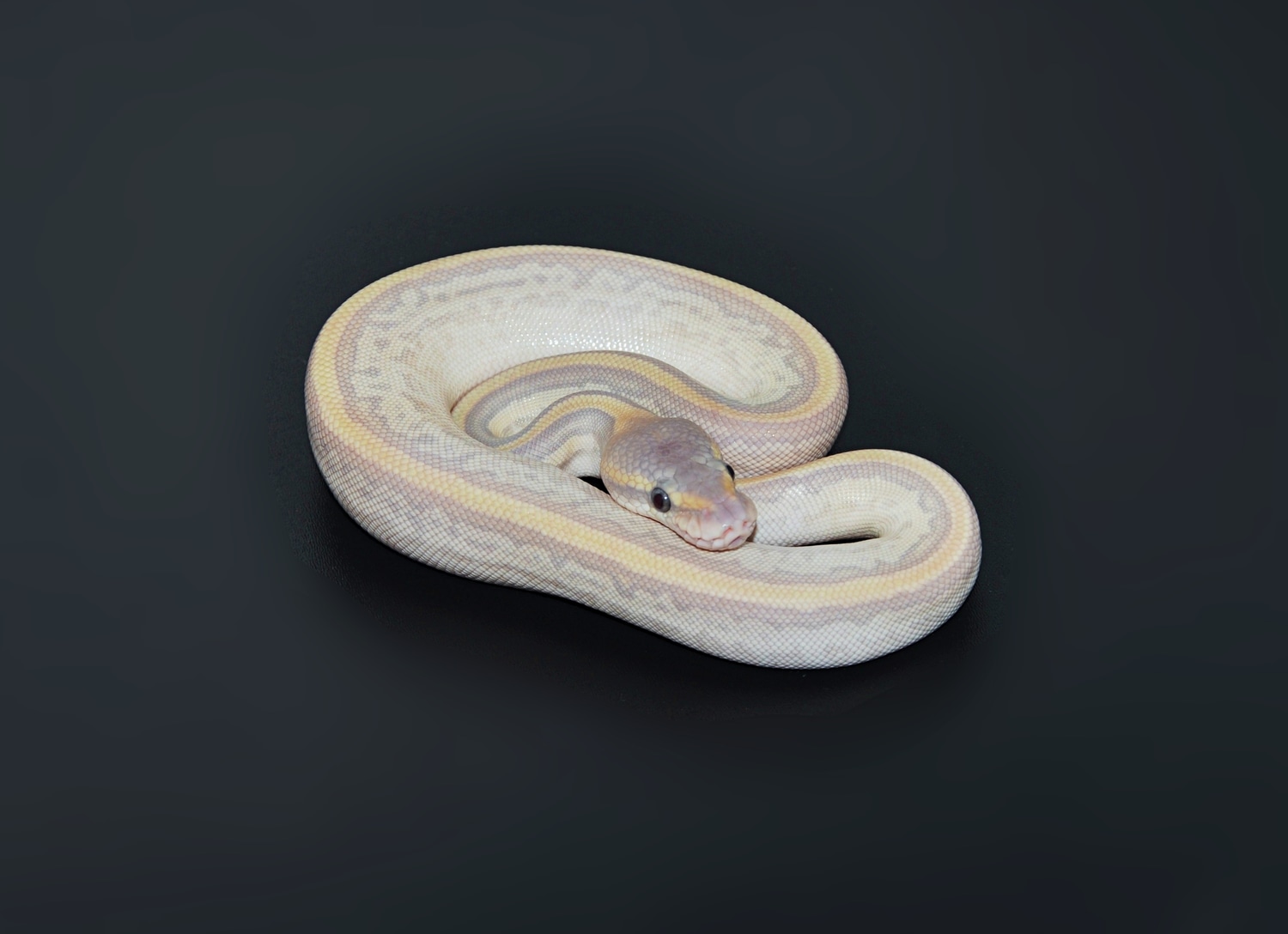 Pastel Leopard Crystal Ghost Pinstripe Ball Python by Marki Reptiles ...