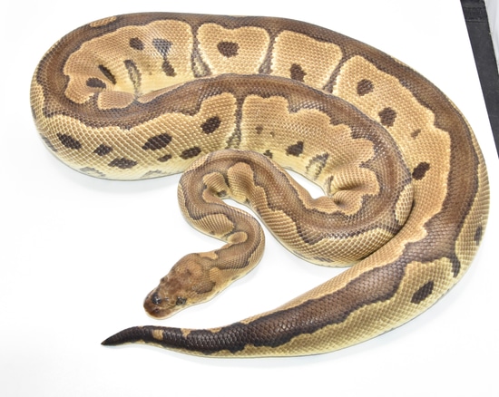 Proven Clown Ready To Breed Ball Python by Marki Reptiles