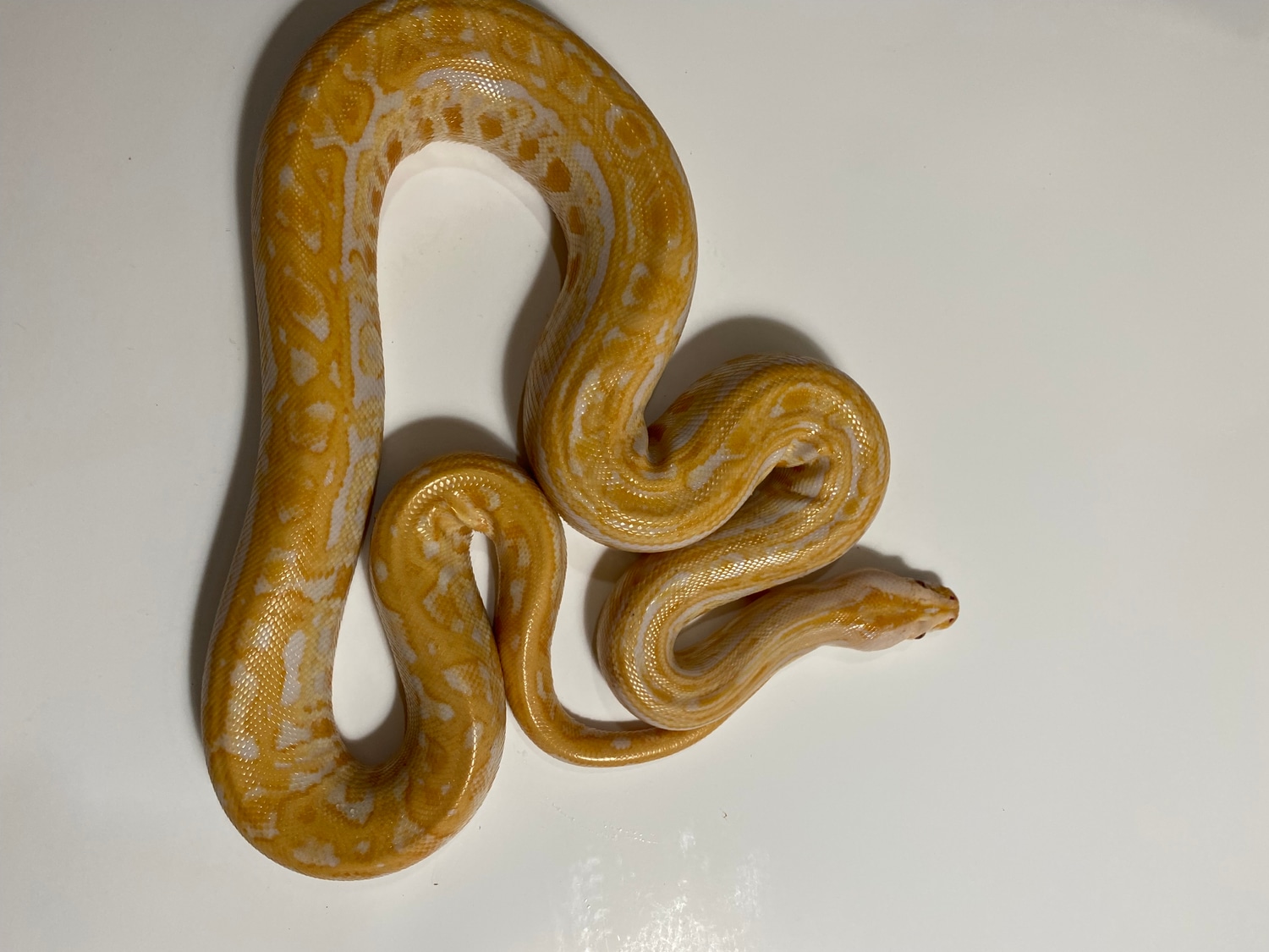 Albino Labyrinth Burmese Python by Mark Miles - MorphMarket
