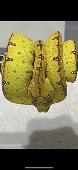 USCBB Cyclops Mountain Green Tree Python by Mark Miles