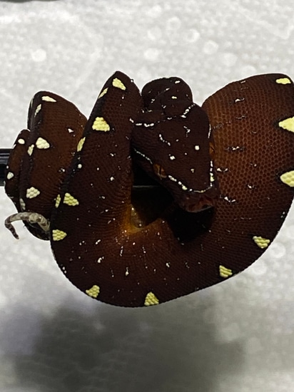 Uscbb Red Cyclops Green Tree Python by Mark Miles
