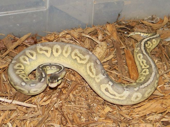 Sterling Ball Python by Mark Petros Reptiles - MorphMarket