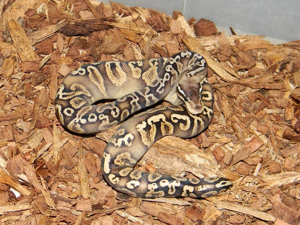 GHI Black Pewter Ball Python by Mark Petros Reptiles - MorphMarket