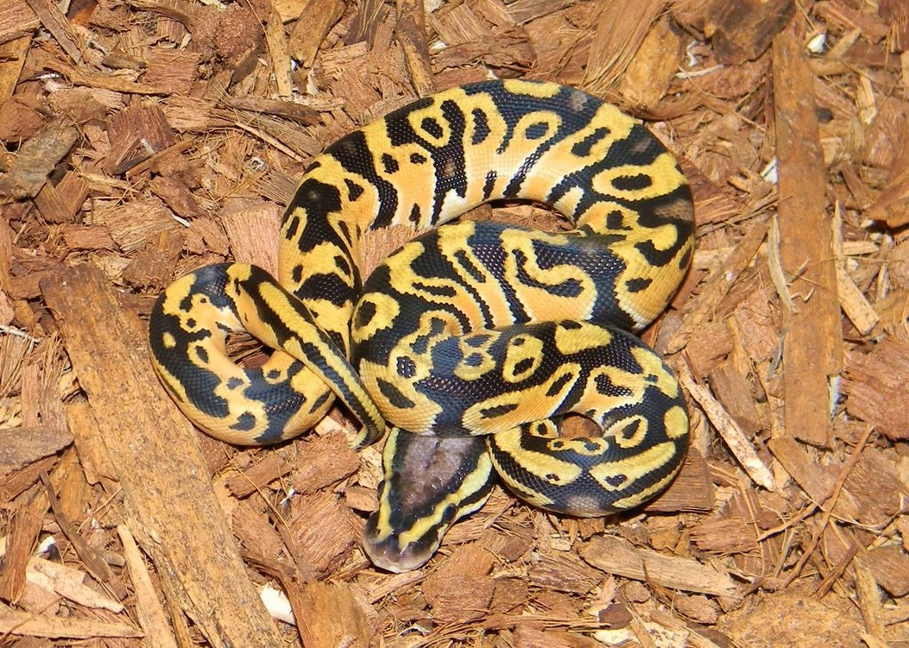 19 Orange Dream Pastel Ball Python by Mark Petros Reptiles - MorphMarket