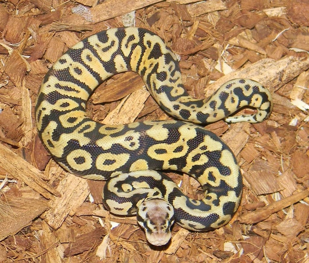 19 Spotnose Leopard Pastel Ball Python by Mark Petros Reptiles ...
