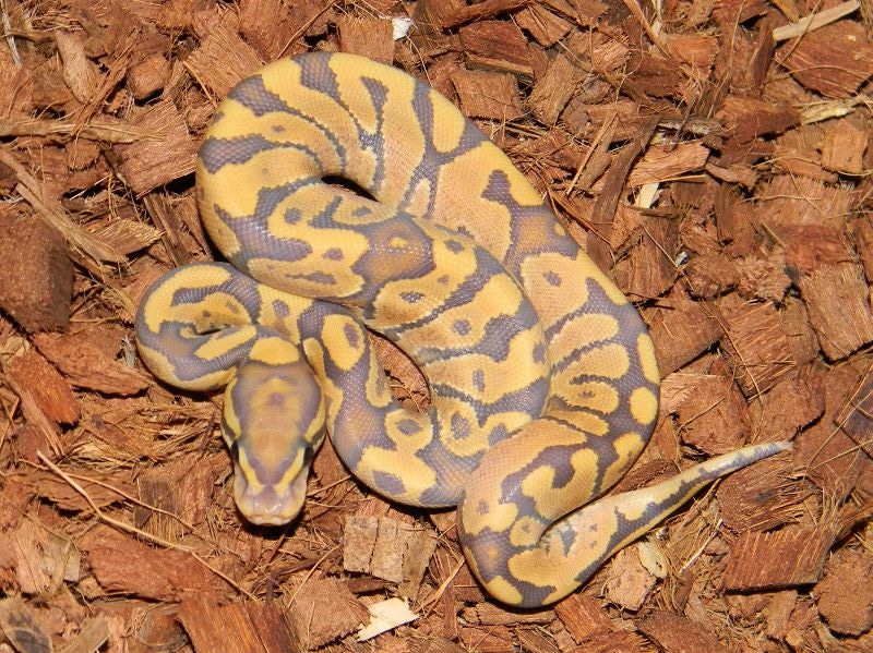 Orange Ghost Fire Ball Python by Mark Petros Reptiles - MorphMarket