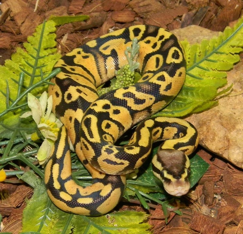 22 Orange Dream Pastel Ball Python by Mark Petros Reptiles - MorphMarket