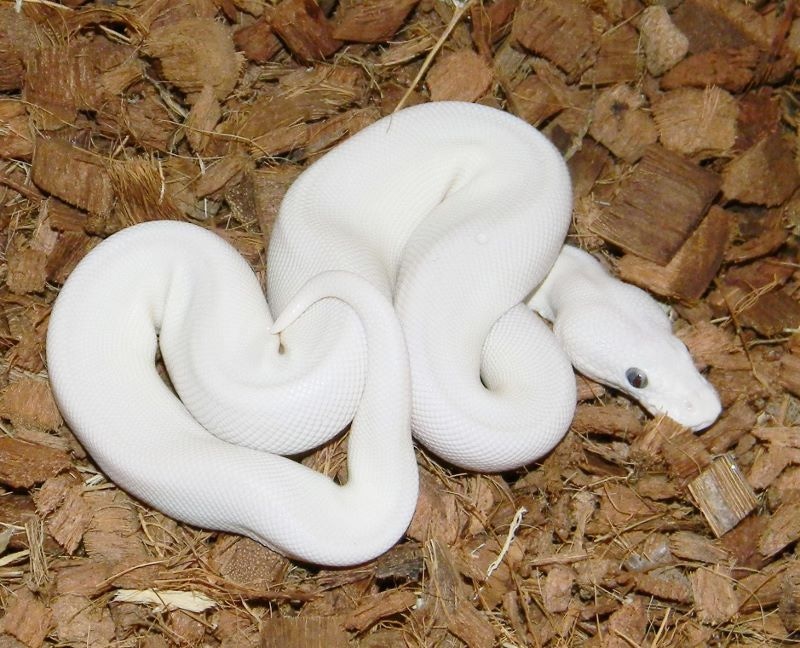 22 BEL Ball Python by Mark Petros Reptiles - MorphMarket