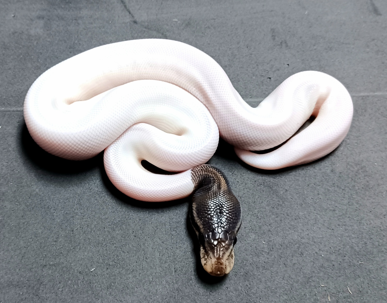 Black Pastel Piebald Ball Python by Mark Petros Reptiles MorphMarket