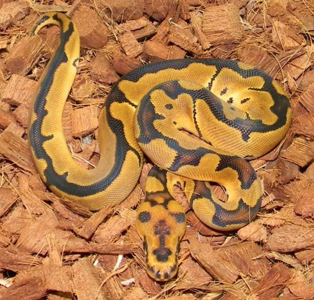 22 X-treme Gene Clown Ball Python by Mark Petros Reptiles - MorphMarket
