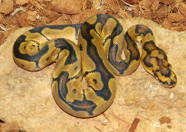 22 Clown Ball Python by Mark Petros Reptiles - MorphMarket