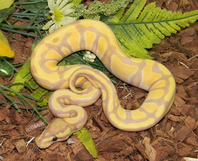 22 Banana Enchi Ball Python by Mark Petros Reptiles - MorphMarket