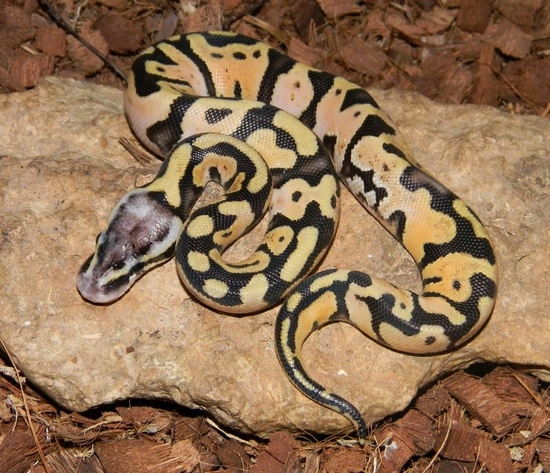 Sugar Super Pastel Het Tri Stripe Ball Python by Mark Petros Reptiles