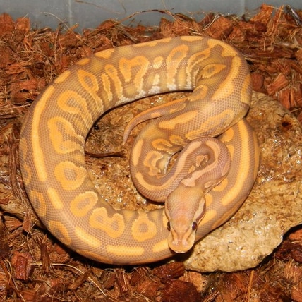 Blk Pastel YB Ultramel Ball Python