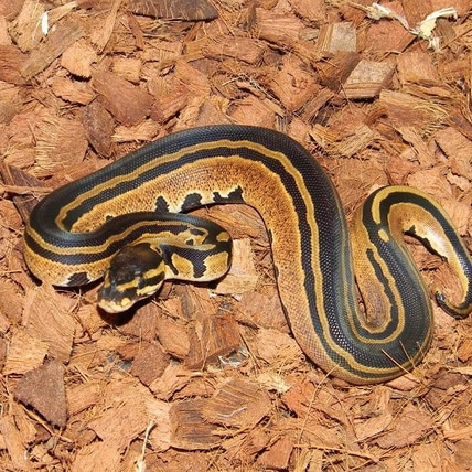 25 Tri Stripe Ball Python
