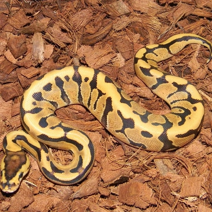 Fire Puzzle Ball Python