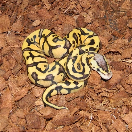 FireFly Puzzle Ball Python