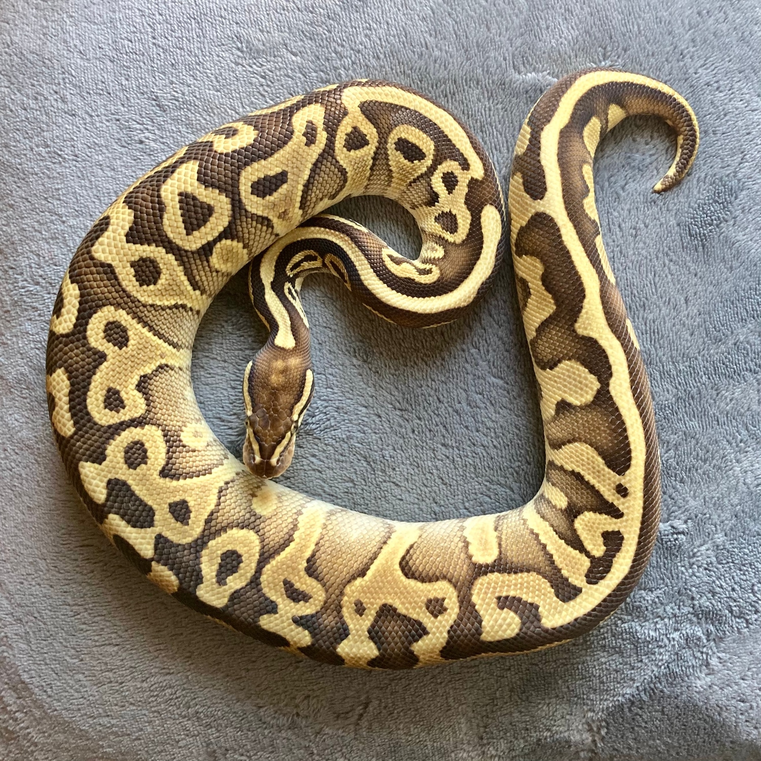 Lesser Leopard Fire Ball Python by Raven Reptilia - MorphMarket