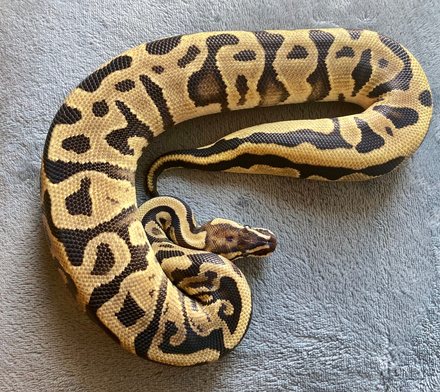 Leopard Fire Ball Python by Raven Reptilia - MorphMarket