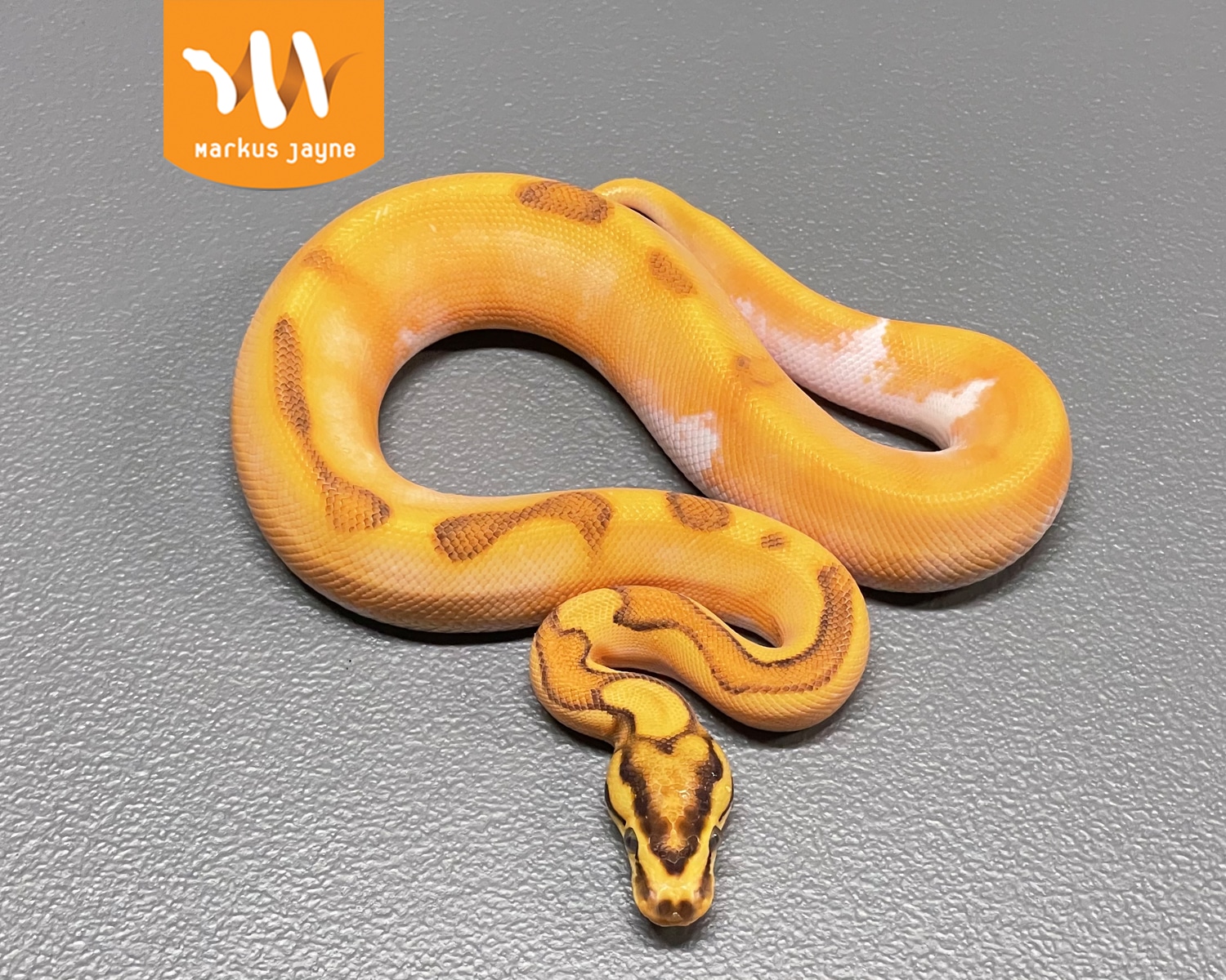 Super Orange Dream Calico Enchi Fire Ball Python by Markus Jayne Ball ...