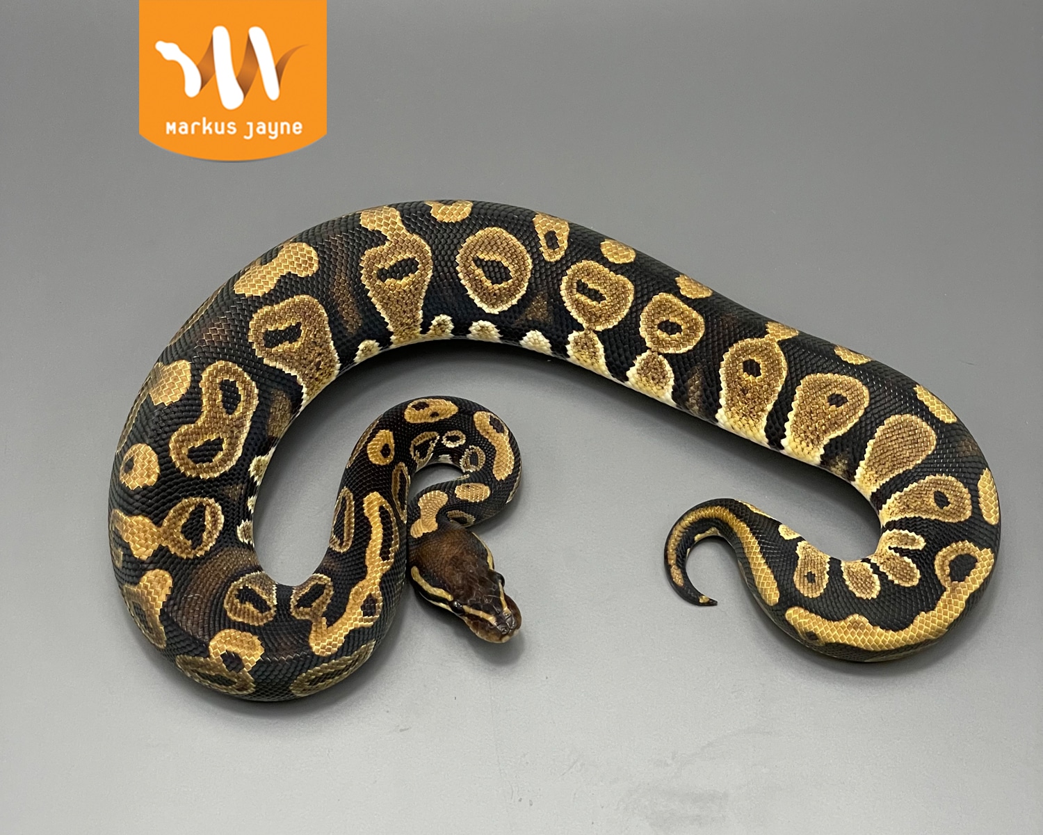Java DH Piebald Toffee Ball Python by Markus Jayne Ball Pythons