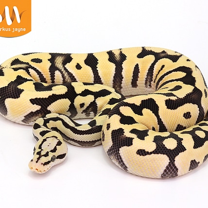 Desert Ghost Pastel Amur Harlequin Ball Python