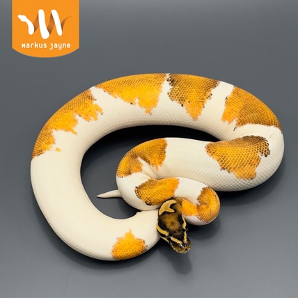 Piebald Super Orange Dream Calico Java Het Hypo Ball Python