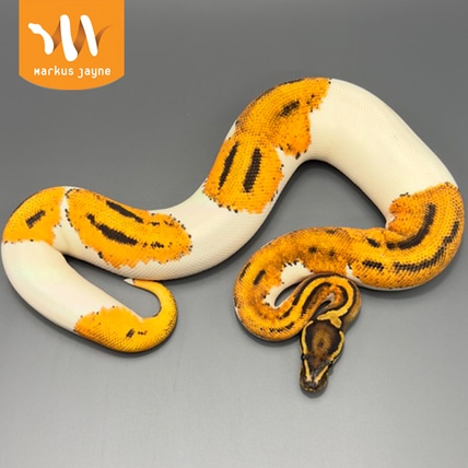 Piebald Super Orange Dream Java Yellow Belly Het Hypo Ball Python