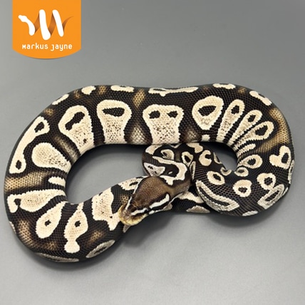 MJ Axanthic Pastel 66% Poss Het Piebald Ball Python