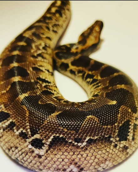 Sumatran Short Tail Python Sumatran Short-Tailed Python by Blackbelt Scales
