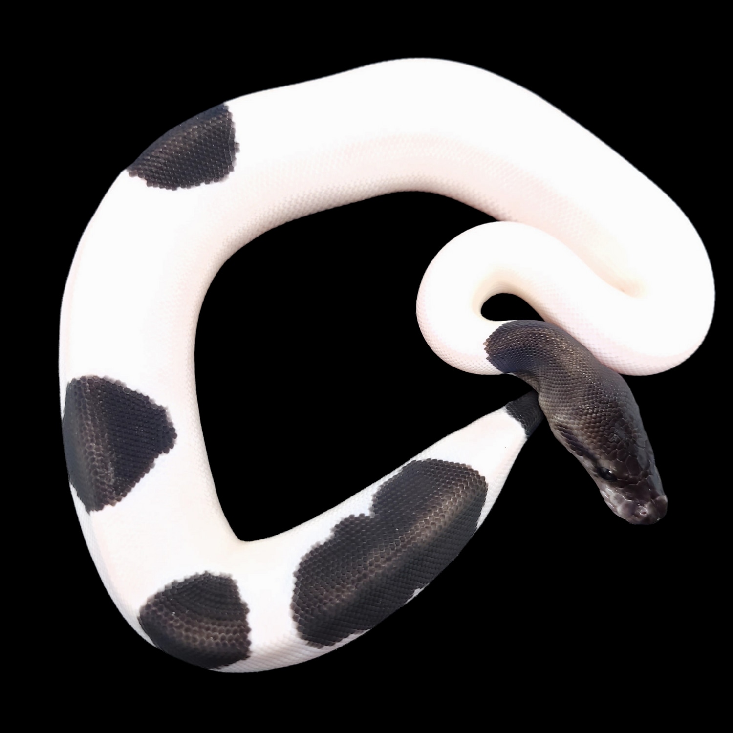 Panda Pied Ball Python by MARs Ball Pythons LLC MorphMarket
