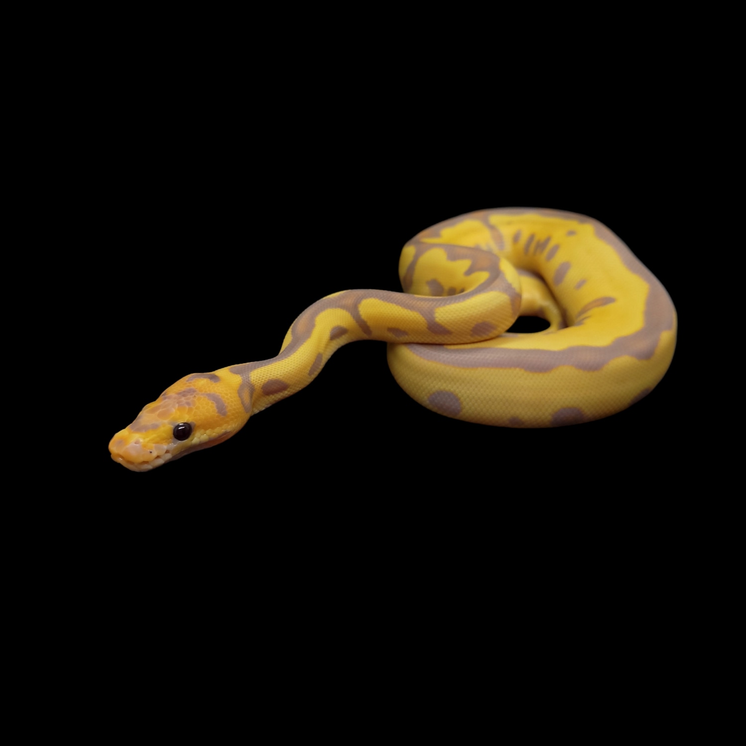 Leopard Banana Clown Ball Python by MARs Ball Pythons LLC MorphMarket