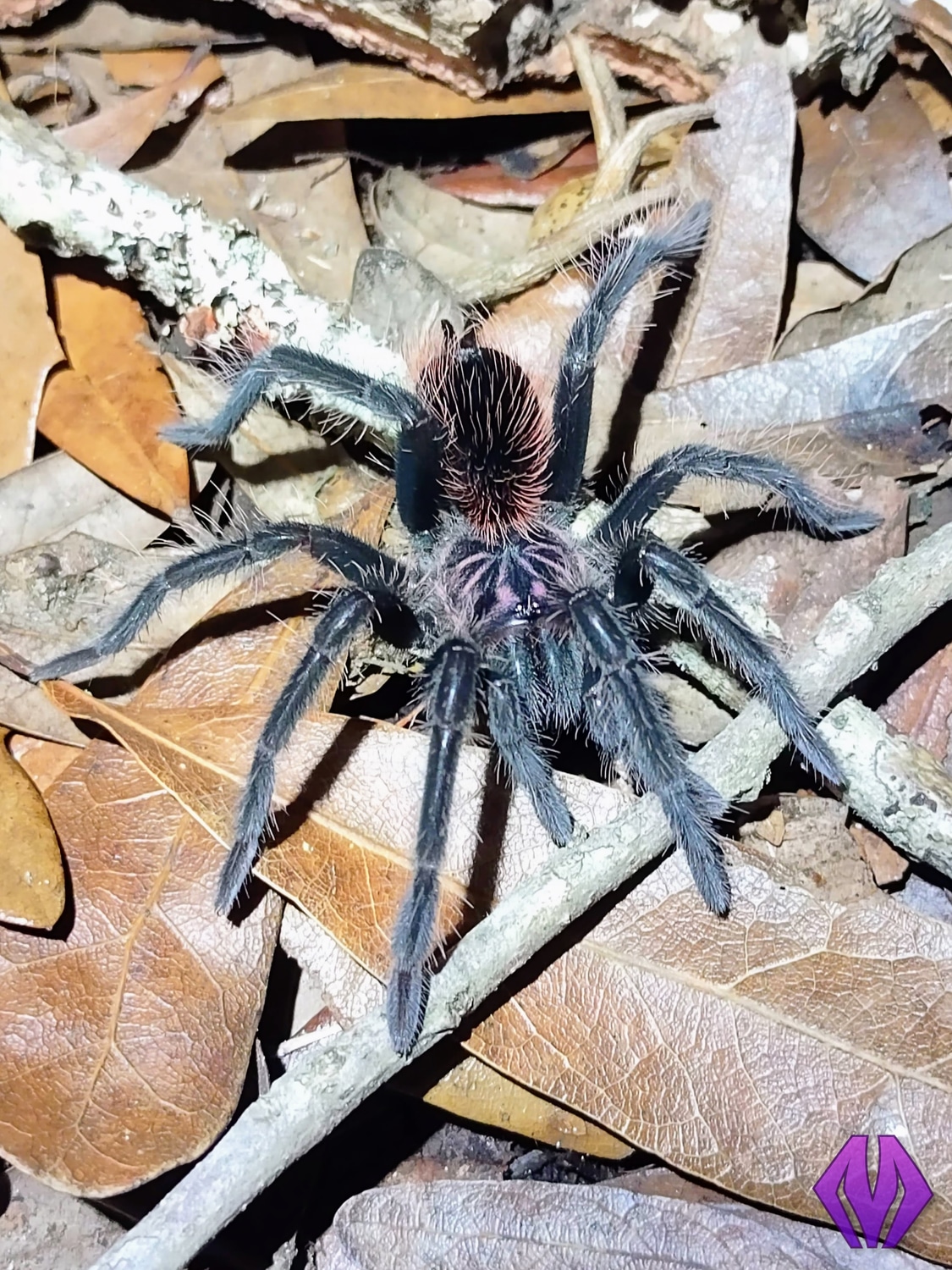 2"+ FEMALE Xenesthis Intermedia Juvenile Tarantula by Marshall