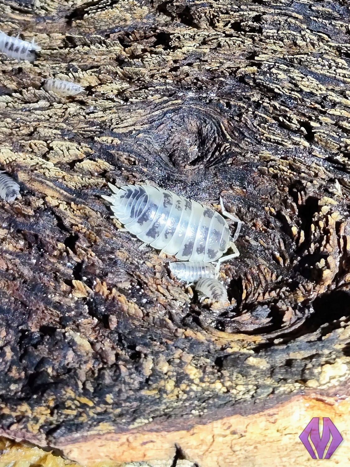 10PACK Dairy Cow Isopod by Marshall Arachnids MorphMarket