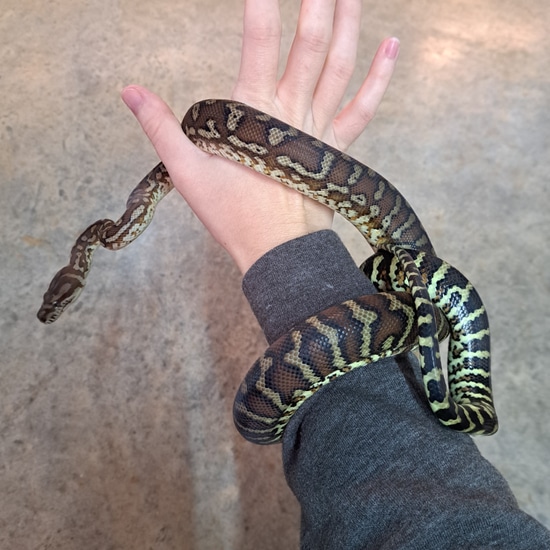 Juvenile Female Centralian Carpet Python by Marshall Arachnids