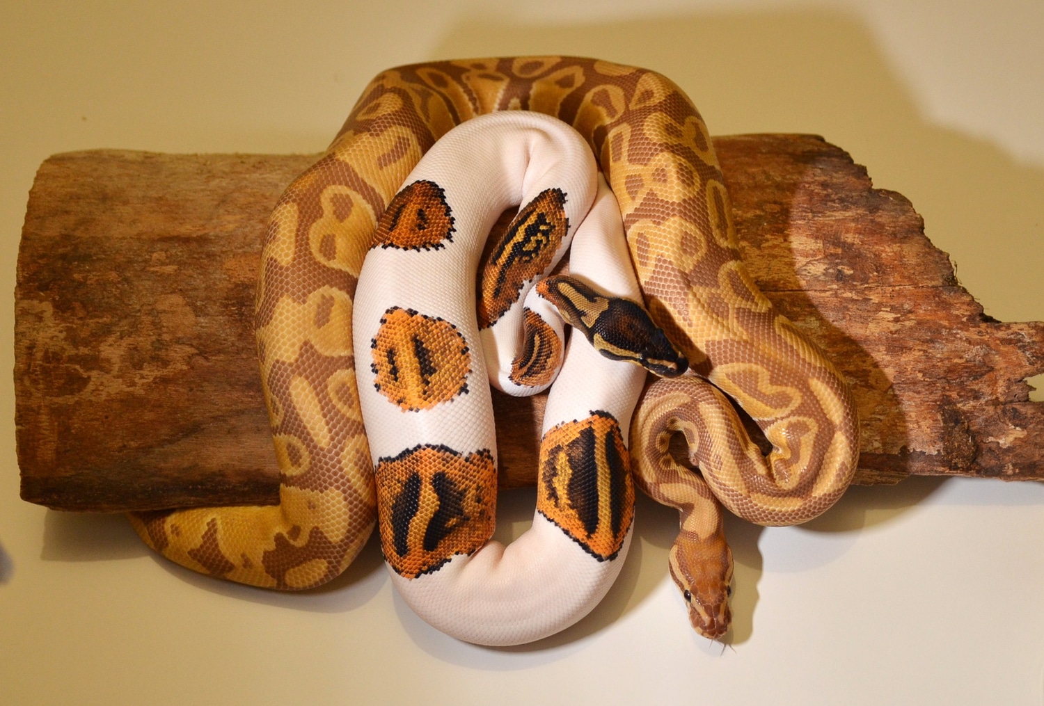 Wholesale Group Available, Both Sexes Ball Python by Piebald Rulez