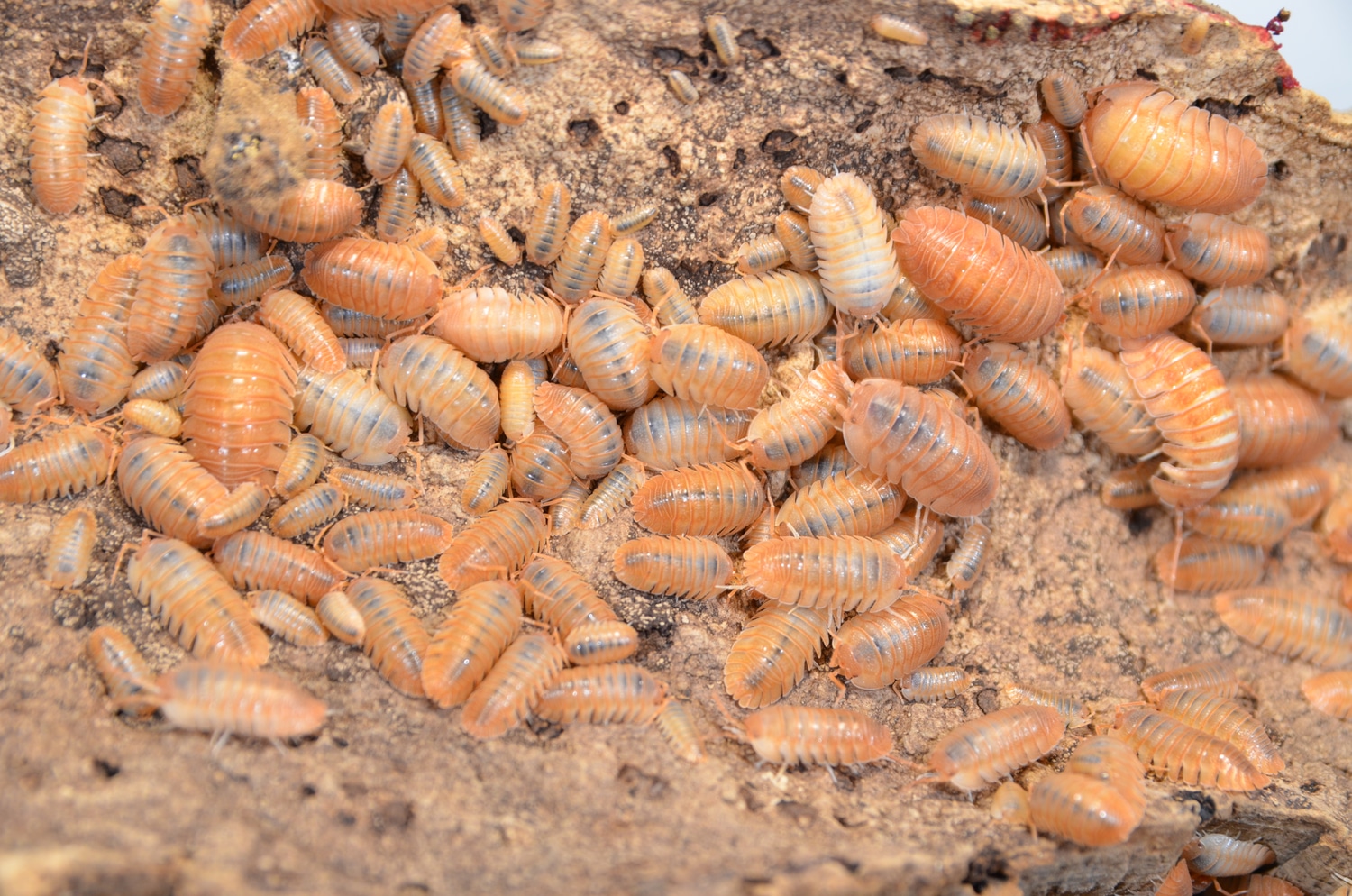 Armadillidium Pallasii Orange, 20 Plus Animals Isopod by Piebald Rulez