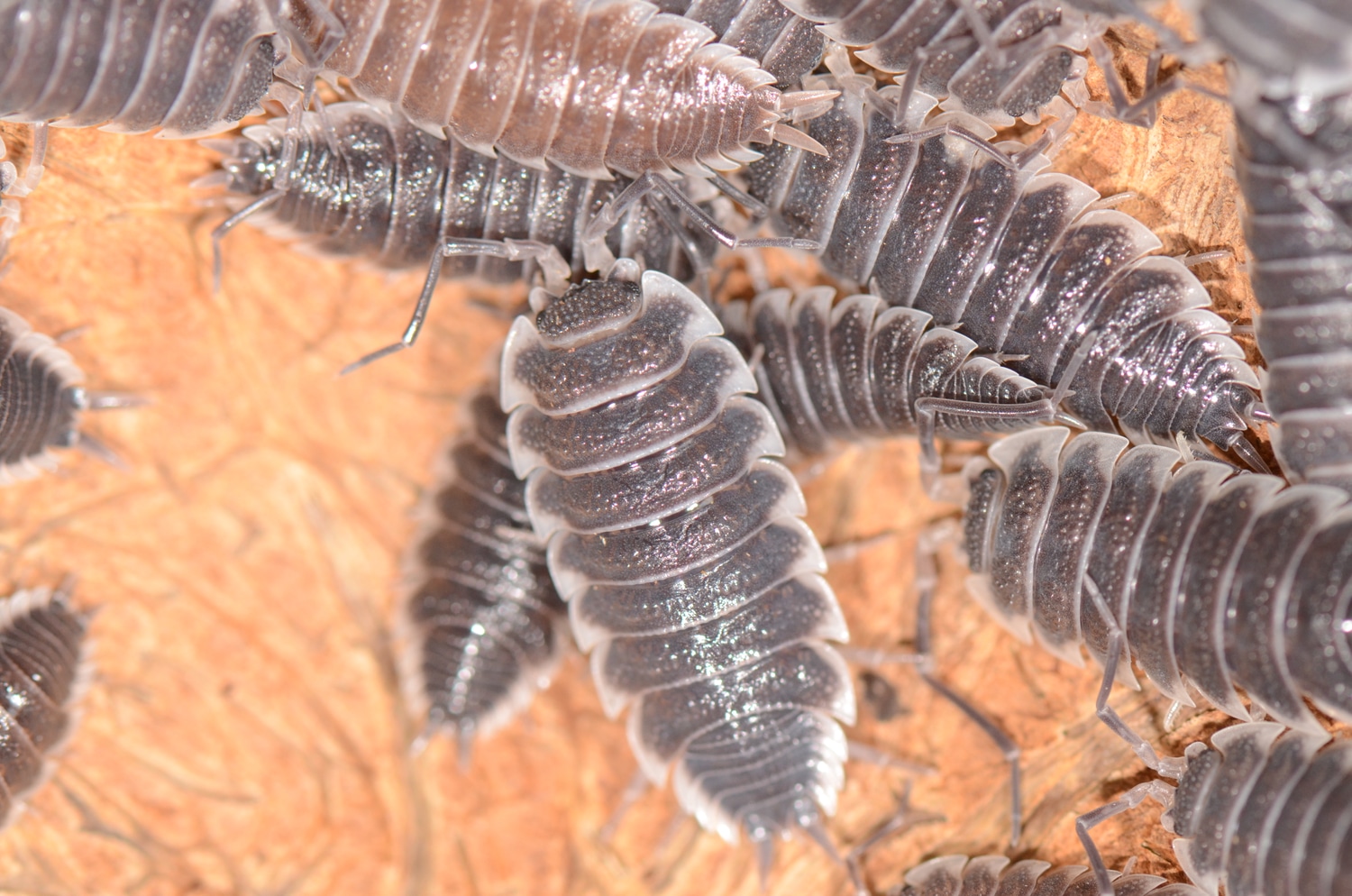 Porcellio Hoffmannseggi, The "must Have", 20 Animals Isopod by Piebald