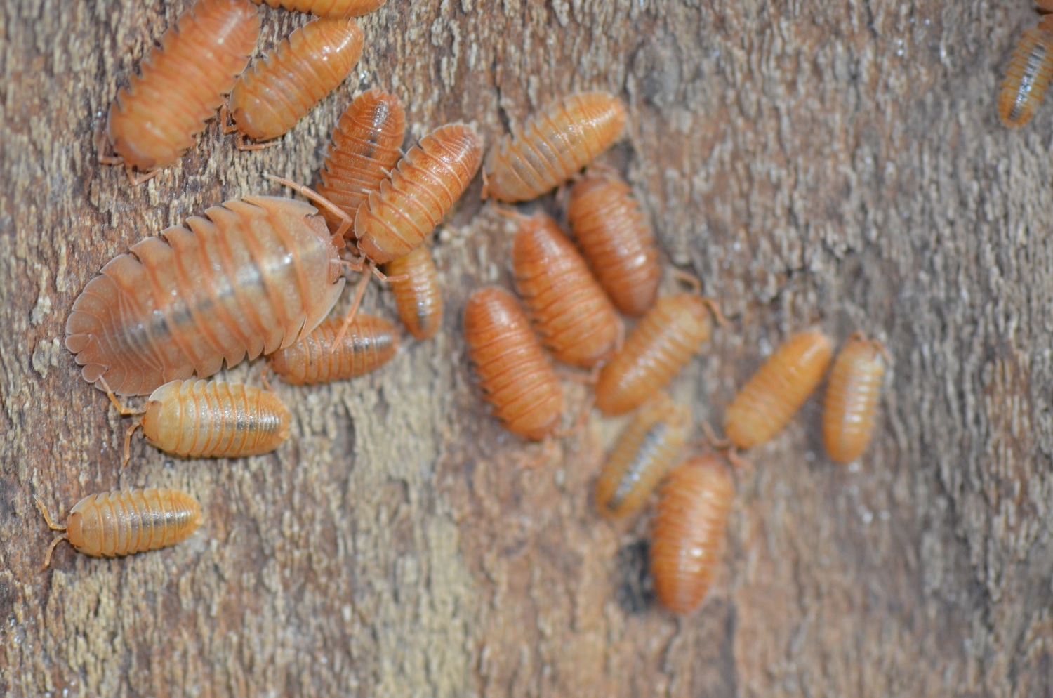 Armadillidium Pallasii Orange, 20 Plus Animals Isopod by Piebald Rulez