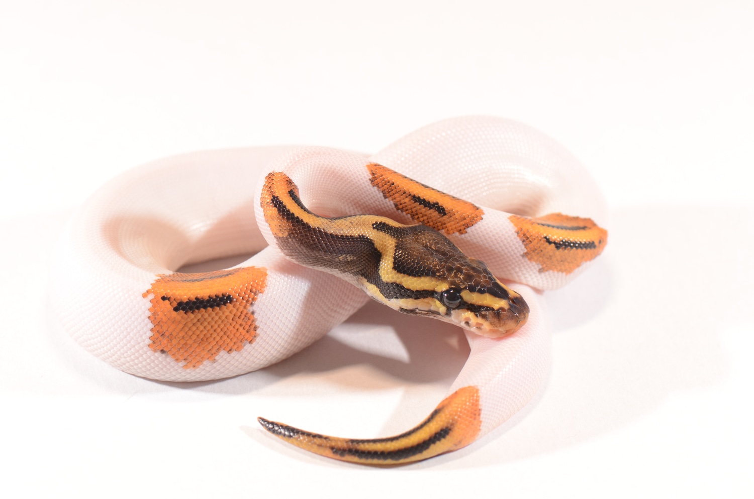 Pumpkin Pied Ball Python by Piebald Rulez - MorphMarket