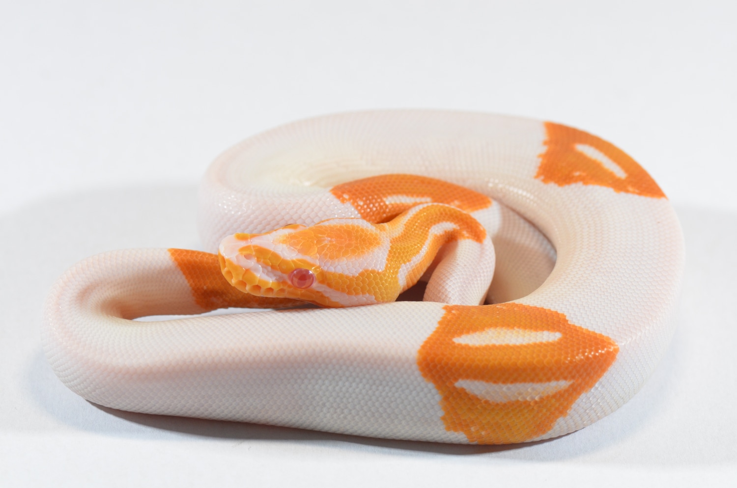 Albino Pumpkin Pied Ball Python by Piebald Rulez - MorphMarket