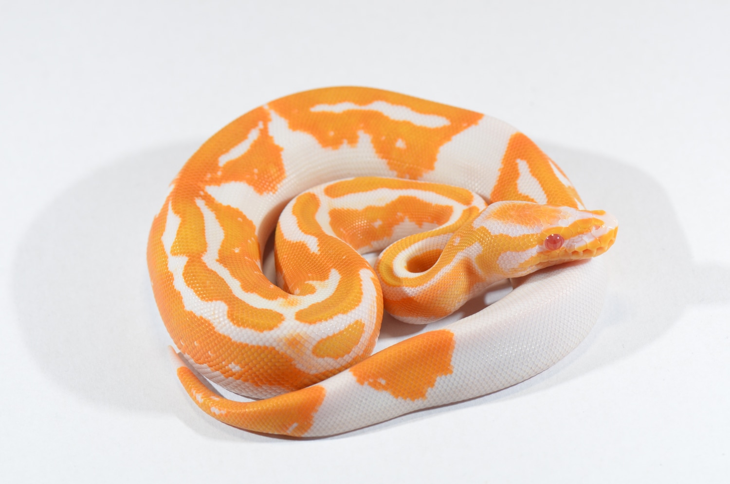 Albino Pumpkin Pied Ball Python by Piebald Rulez - MorphMarket